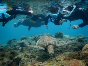 近すぎウミガメ