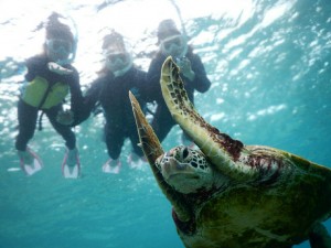 ばんざーいウミガメ宮古島