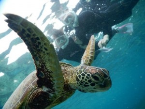 羽ばたけウミガメさん宮古島の海で