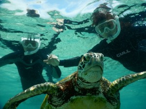 近すぎジョージ宮古島ウミガメ