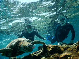 宮古島の珊瑚の上でウミガメさんこんちは