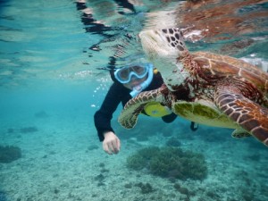 ウミガメの息継ぎをシュノーケリングでみた10才