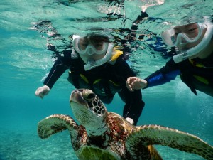 ウミガメに近づくシュノーケリングの喜び