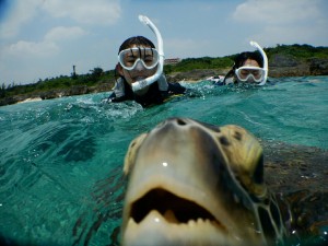ナイスなウミガメ息継ぎ