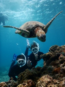 ウミガメと珊瑚の根の下で