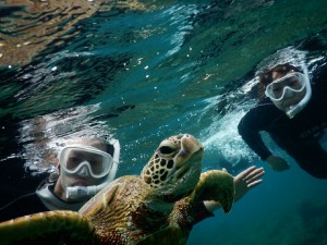 フレームインのウミガメ