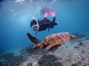 ウミガメにおいつけ