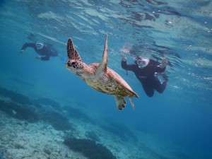 宮古島の海は広い