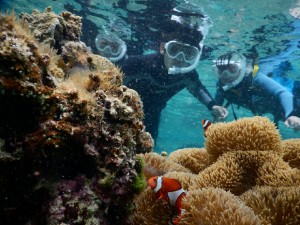 カクレクマノミ撮影