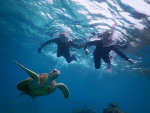 あおい海でアオウミガメ