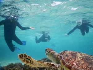 ウミガメさんこっちだよ