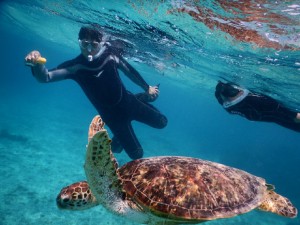 ウミガメ観察中