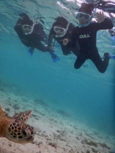 ウミガメさんだ