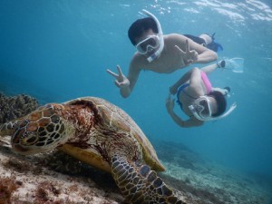 ローリングでウミガメ写真