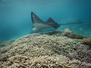 マダラトビエイ