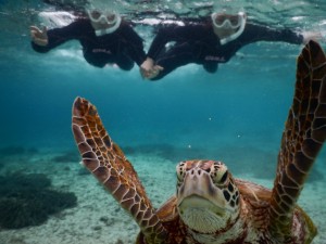 ウミガメフォト