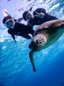透き通る宮古島の海でウミガメシュノーケル写真