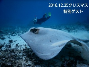 宮古島シュノーケルでツカエイ