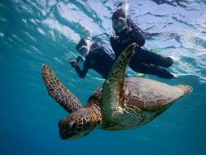 夫婦シュノーケル