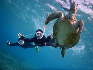 ウミガメのおなかは白い