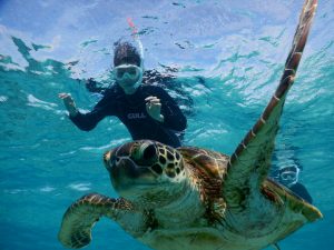 いきなり宮古島のウミガメ登場