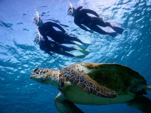 宮古島の海でウミガメに気づかない