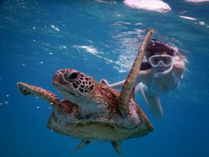 宮古島で躍動感あるウミガメ写真