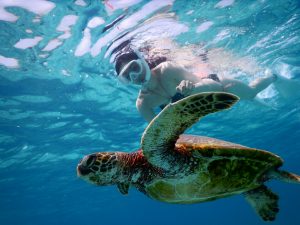 美女とビキニとウミガメと宮古島