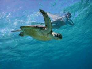 梅雨入り前の宮古島ウミガメとシュノーケル