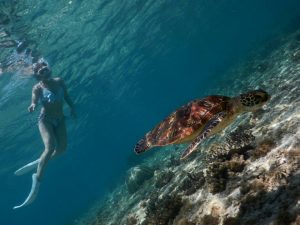 浅瀬にもウミガメっているんですね