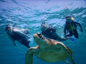 ウミガメさん本当にありがとう
