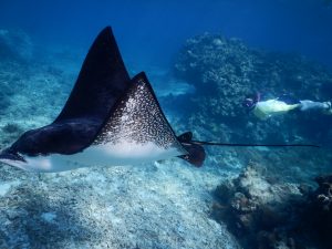 ナルトビエイと泳ぐシュノーケル