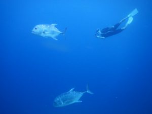 ウミガメではなくロウニンアジと泳ぐ