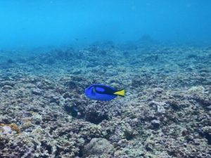 ナンヨウハギはドリー