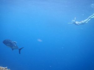 今日はウミガメとシュノーケルとちがうよ