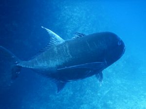 宮古島ロウニンアジとシュノーケリング