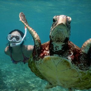 ウミガメとアップ