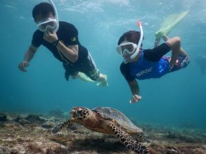 タイマイにスキンダイビング