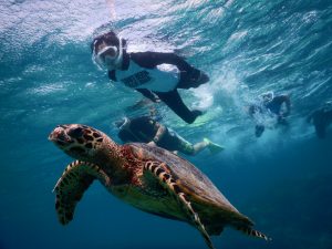 宮古島でタイマイとシュノーケリング