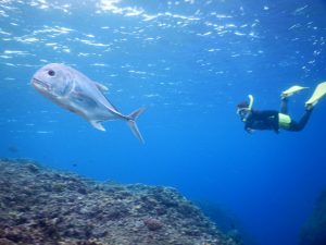 シュノーケリングでドリーすなわちナンヨウハギやロウニンアジに出会う