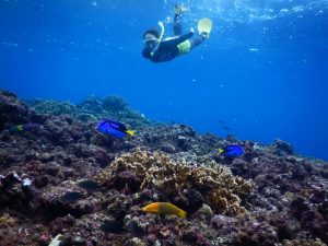 ファインディングドリー