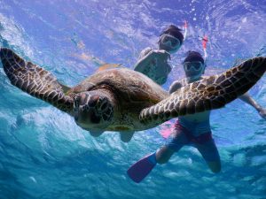 宮古島の澄んだ海でウミガメと泳ぐシュノーケル