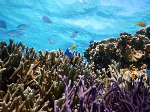 美しい珊瑚を見るならどっちもシュノーケルツアー
