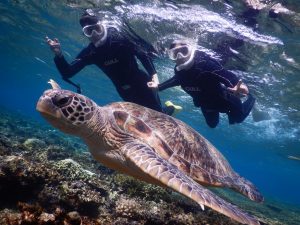 透明度が上昇の宮古島ウミガメシュノーケル専門店