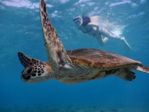宮古島ウミガメいっぱーいで久しぶりビキニ撮影