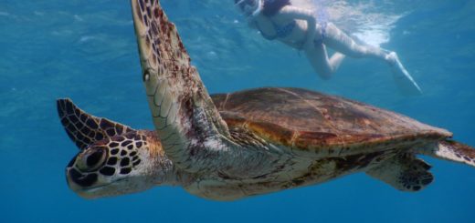 宮古島ウミガメいっぱーいで久しぶりビキニ撮影