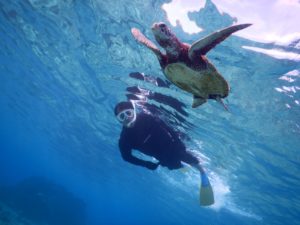 冬の宮古島はウミガメが多いです