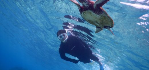 冬の宮古島はウミガメが多いです