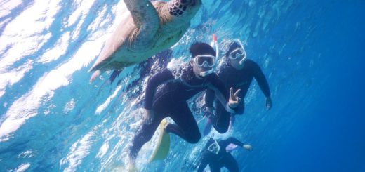 宮古島の社員旅行でもウミガメを