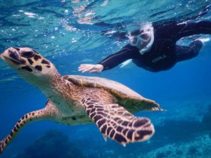 雨の宮古島シュノーケルでタイマイとも